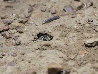 Ground Bee peeping out of its hole