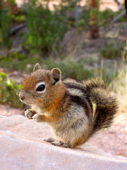 Naklejka na ściany i meble Cute squirrel