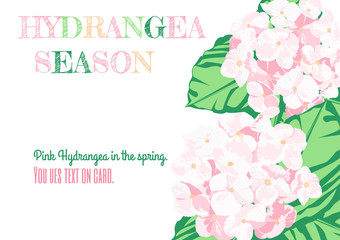 Hydrangea season card design. Pink flower is vector for card. 