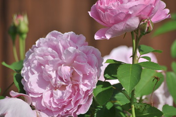 Róża Louis Odier