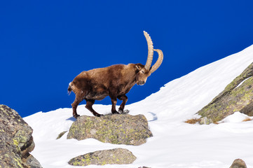 Steinbock in the snow in Grand Paradiso Park, Italy