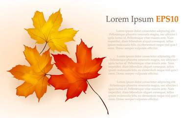 autumn maple leaves background