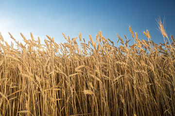 farming, harvest, botany concept. close up of ripe wheats that shining bright in the light of the afternoon sun. under it there is deep blue sky without even one cloud © melnikofd