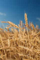 farming, botany, harvesting concept. bokeh with background of field and blue sky. there is only one ear photographed in focus, and every detail of it is visible