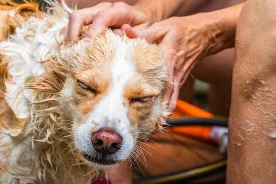 Horizontal photo of a blonde border collie mix being washed and having her head rubbed by a caucasian woman