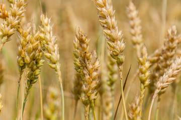 Golden ears of mature wheat