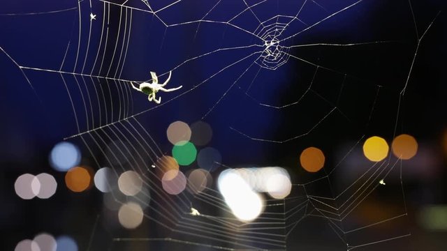 The spider on a cobweb during nighttime.