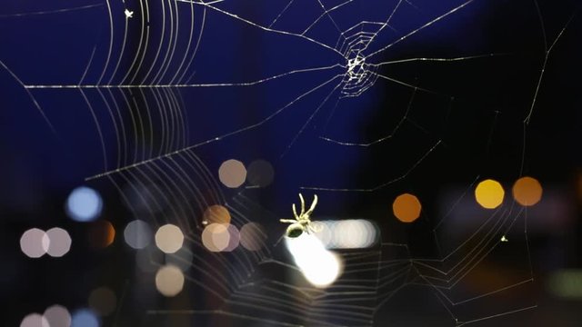 The spider on a cobweb during nighttime.