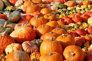 Kürbisse auf dem Kürbisfest in Bozen