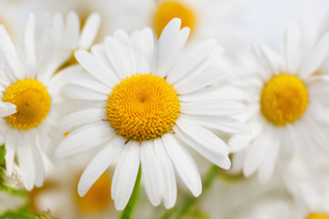 Chamomile among flowers