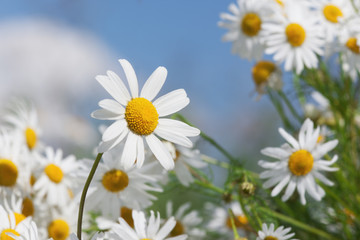 Chamomile against the sky.