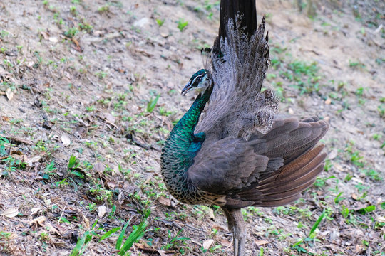 Fototapeta Indian female peacock, peafowl, peahen bird breed walking on the grass and looking at the camera, Kuala Lumpur Bird Park, Kuala Lumpur, Malaysia.