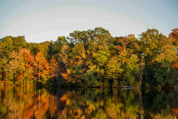autumn pine barrens 