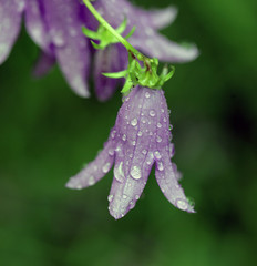 piękne fioletowe kwiaty po deszczcu - detal i krople