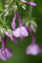 piękne fioletowe floksy po deszczcu - kwiat detal i krople