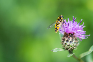 Yellow and black hoverfly resting on purple thistle flower head