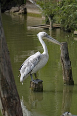 Pelikan