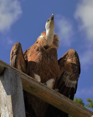Vautour Fauve aux aguets