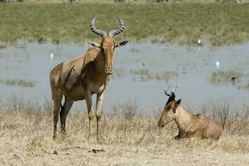 Coke or Kongento cephalopods - Ngorongoro Conservation Area - Tanzania