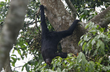 Chimpanzee 4 - Nyungwe National Park - Rwanda