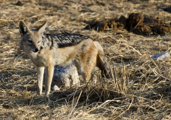Jackal - Etosha National Park - Namibia