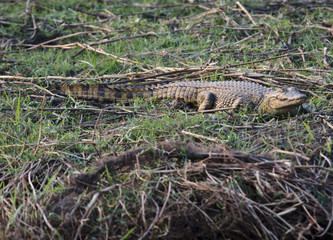 Crocodile 1 - Chobe National Park - Botswana