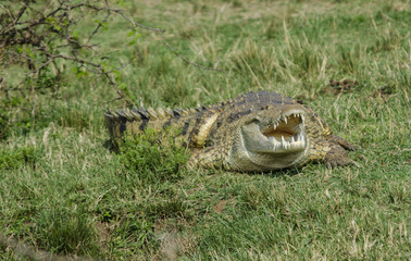 Crocodile 2 - Queen Elizabeth National Park - Uganda