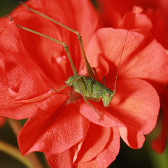 Jeune sauterelle verte Tettigonia viridissima