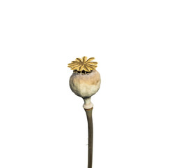 Dry poppy flower, box  seeds