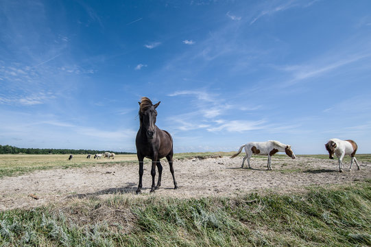 Horses in Skallingen, Denmark