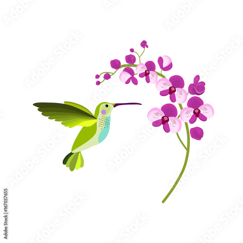 "Flying hummingbird drinking nectar from orchid flower. Vector