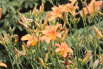 Obraz premium Orange day lily (Hemerocallis) beside an old country road. Day lilies are rugged, adaptable, vigorous perennials and comes in a variety of colors