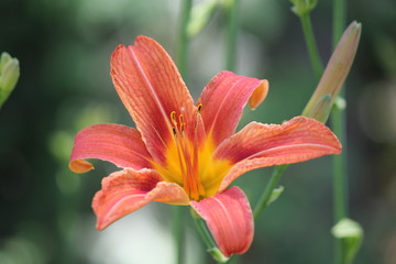 Orange day lily (Hemerocallis) beside an old country road. Day lilies are rugged, adaptable, vigorous perennials and comes in a variety of colors


