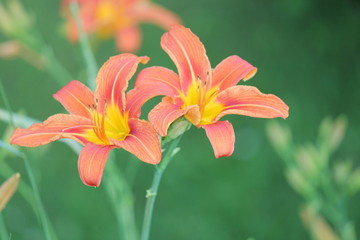 Orange day lily (Hemerocallis) beside an old country road. Day lilies are rugged, adaptable, vigorous perennials and comes in a variety of colors


