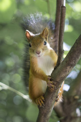 Naklejka na ściany i meble Close up Portrait of Squirrel