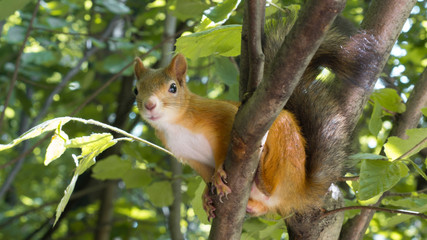 Beautiful Red Squirrel Sitting on Branch of Tree