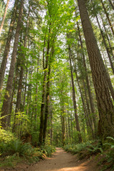 Obraz premium Wysokie drzewa w lesie