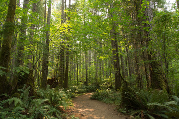 Path in the forest