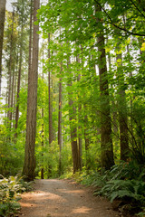 Obraz premium Path through the forest