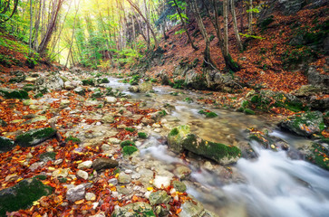 Autumn creek woods with yellow trees foliage and rocks in forest mountain.