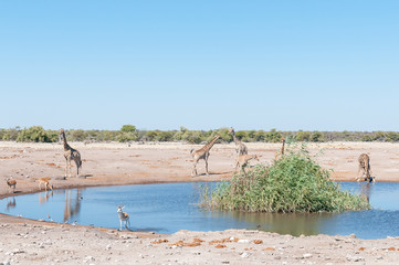 Landscape with Namibian giraffes, impalas, springbok and burchells zebra