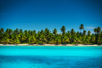 Palm trees on the tropical island beach, Punta Cana