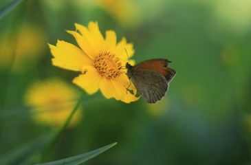 butterfly on yellow flower 