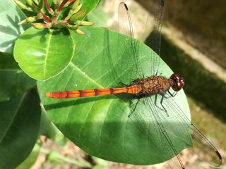 libélula ó anisoptera