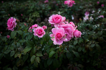 Pink Roses Regent's Park