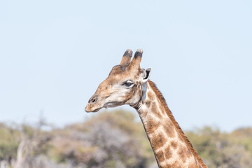 Close-up portrait of a Namibian giraffe, giraffa camelopardalis