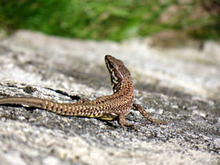 Eidechse, Fauna beim Genusswandern im Valle Maira, Piemont, südliche Alpen, Italien