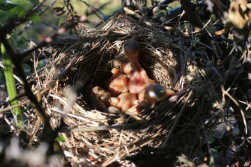 Birds in a bird nest 