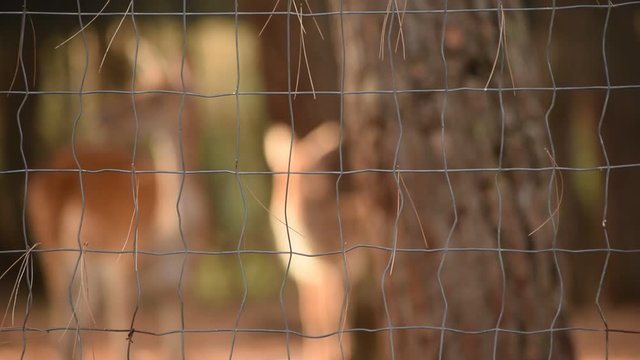 Capreolus capreolus El&auml;intarha Ree Roe Европейская deer Dierentuin 動物園 Capriolo 西方狍 obecn&yacute; ノロジカ zoological garden Caprioli Reh אייל הכרמל corzo Djurpark video Srnec Zoo &Zeta;&alpha;&rho;&kappa;ά&delta;&iota; косуля Зоопарк 