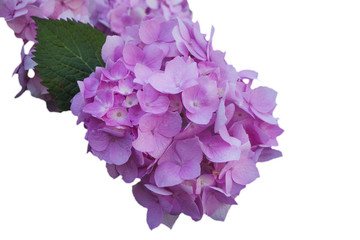 Obraz premium Flowers of pink hydrangea, on white isolated background